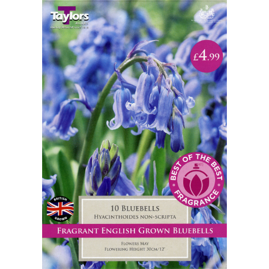 English Grown Bluebells - Pre-order